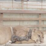 Circus lion was locked up for 20 long years, now watch his reaction when he’s released